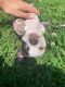 Boston Terrier Puppies for sale in Nashville, TN, USA. price: $950
