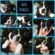 Boston Terrier Puppies for sale in Durham, NC, USA. price: $500