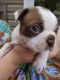 Boston Terrier Puppies for sale in 28627 Blue Rdg Pkwy, Glade Valley, NC 28627, USA. price: $1,800