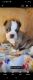 Boston Terrier Puppies for sale in Amarillo, TX, USA. price: $150,000