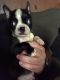 Boston Terrier Puppies for sale in Henderson, KY 42420, USA. price: $600