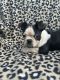 Boston Terrier Puppies for sale in Trenton, TN 38382, USA. price: $650