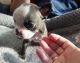 Boston Terrier Puppies for sale in Pleasanton, TX 78064, USA. price: $500
