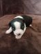 Boston Terrier Puppies for sale in Trinidad, CO 81082, USA. price: $1,000
