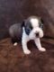 Boston Terrier Puppies for sale in Trinidad, CO 81082, USA. price: $1,000