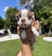 Boston Terrier Puppies for sale in Whittier, CA, USA. price: $899