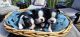 Boston Terrier Puppies for sale in Standish, MI 48658, USA. price: $2,000