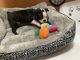 Boston Terrier Puppies for sale in Johnson City, TN, USA. price: $750
