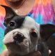 Boston Terrier Puppies for sale in Waterloo, IL 62298, USA. price: $850