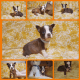 Boston Terrier Puppies for sale in Defuniak Springs, FL 32433, USA. price: $35,000