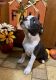 Boston Terrier Puppies for sale in Fairhaven, MA 02719, USA. price: $1,500