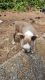Boston Terrier Puppies for sale in Jonesboro, GA 30236, USA. price: $800