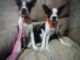 Boston Terrier Puppies for sale in TX-321, Dayton, TX, USA. price: $400