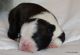 Boston Terrier Puppies for sale in Allen, TX, USA. price: $2,000