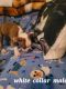 Boston Terrier Puppies for sale in Walhalla, SC, USA. price: $800
