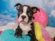 Boston Terrier Puppies for sale in Saginaw, MI, USA. price: $400