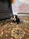 Boston Terrier Puppies for sale in Greenback, TN 37742, USA. price: $600