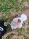 Boston Terrier Puppies for sale in Jonesboro, GA 30236, USA. price: $850