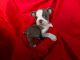 Boston Terrier Puppies for sale in Whittier, CA, USA. price: $399