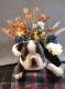 Boston Terrier Puppies for sale in Pinconning, MI 48650, USA. price: $1,500