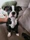 Boston Terrier Puppies for sale in Norwalk Blvd, Norwalk, CA 90650, USA. price: $1,200