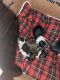 Boston Terrier Puppies for sale in Carrollton, GA, USA. price: $550