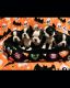Boston Terrier Puppies for sale in Alvarado, TX 76009, USA. price: $800