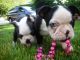 Boston Terrier Puppies for sale in SPFLD (LONG), MA 01106, USA. price: $500