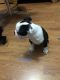 Boston Terrier Puppies for sale in Aylmer, ON N5H, Canada. price: $700