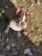 Boston Terrier Puppies for sale in Hudson, NC, USA. price: $1,700