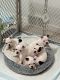 Boston Terrier Puppies for sale in St Clair Shores, MI, USA. price: $1,500