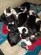 Boston Terrier Puppies for sale in Alma, MI 48801, USA. price: $600
