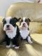 Boston Terrier Puppies for sale in Lexington, VA 24450, USA. price: $900