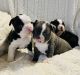 Boston Terrier Puppies for sale in Lexington, VA 24450, USA. price: $1,300