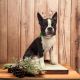 Boston Terrier Puppies for sale in Mentone, CA 92359, USA. price: $500