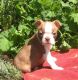 Boston Terrier Puppies for sale in Houghton, Michigan. price: $600