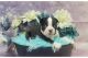 Boston Terrier Puppies for sale in Phoenix, Arizona. price: NA