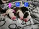 Boston Terrier Puppies for sale in Bowie, Maryland. price: $1,200
