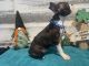 Boston Terrier Puppies for sale in Browns Mills, New Jersey. price: $650