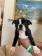 Boston Terrier Puppies for sale in El Paso, Texas. price: $550