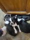 Boston Terrier Puppies for sale in Glendale, Arizona. price: NA