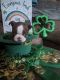 Boston Terrier Puppies for sale in Brandon, Florida. price: $1,500