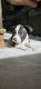 Boston Terrier Puppies for sale in Aptos Hills-Larkin Valley, California. price: $1,200