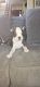 Boston Terrier Puppies for sale in Aptos Hills-Larkin Valley, California. price: $1,200