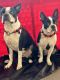 Boston Terrier Puppies for sale in Hauula, Hawaii. price: $2,000