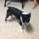 Boston Terrier Puppies for sale in Reese, MI 48757, USA. price: NA