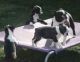 Boston Terrier Puppies for sale in Tampa, FL, USA. price: $380