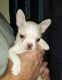 Boston Terrier Puppies for sale in Tampa, FL, USA. price: $1,200