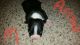 Boston Terrier Puppies for sale in Tampa, FL, USA. price: $800