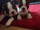 Boston Terrier Puppies for sale in Chicago Private, Ottawa, ON K2A 3G9, Canada. price: $380